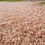 夏から秋に移り変わるこの時期ならではの風物詩…（豊田ホタルの里ミュージアム提供）