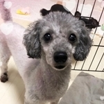 動物愛護センターから引き出された推定7歳のプードル、ひまわり