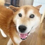 動物愛護センターから引き出された柴犬の彦助