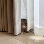 カーテンのすそに隠れる、おんぷちゃん（画像提供：おんぷちゃんさん）
