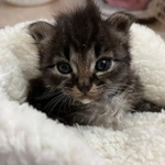 【ビフォー写真】保護時の子猫（高沢さん提供）