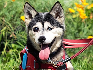 多頭飼育現場から保護されたシニア犬・セラ