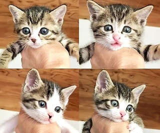 山口県のとある公園に、段ボールに入れられ子猫4匹が捨てられていました
