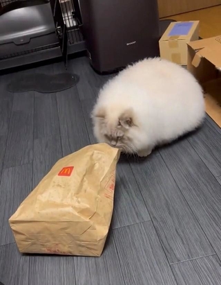 なぜいけると思った、、（提供：【イレブン🐾】サイベリアンさん）