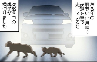 突然ネコの親子が横切りました。 ※ババレオさん提供（一部抜粋）