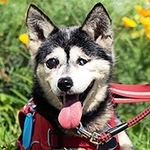 多頭飼育現場から保護されたシニア犬・セラ