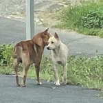 岡山市内の住宅街をうろつく野犬