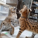 動きが早すぎてカメラが追い付かない