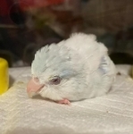 肝臓も胃も肺も悪い状態だったという小鳥。ミライくんと名付けられた（Sawaさん提供、Instagramよりキャプチャ撮影）