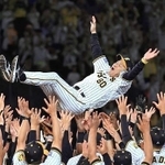 胴上げされる岡田監督＝甲子園球場（2023年9月14日）