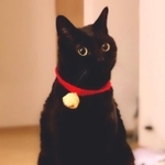 黒猫はなんでも似合う＝nkknrkさん提供