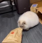 なぜいけると思った、、（提供：【イレブン🐾】サイベリアンさん）