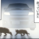 突然ネコの親子が横切りました。 ※ババレオさん提供（一部抜粋）