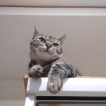 何もかも可愛い猫＝キジトラのチビ&ムギさん提供