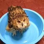 水が入っていなくてもたらいに入るぼむちさん（提供：あうるさんchannelさん）