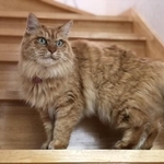 おばあちゃん猫のミイちゃん