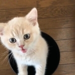 【ビフォー写真】でられないにゃ！（「猫は液体」さん提供、Xよりキャプチャ撮影）