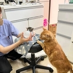 子猫を見守る猫ちゃん（提供：大師前どうぶつ病院さん）