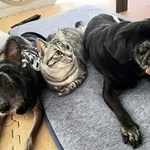 盲目の先住犬テリー（右）と過ごす保護猫あめ（画像提供：SIHOさん）