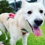 ともくん、追い回されて怖かったね（「yaken_tomochan」さんさん提供、Instagramよりキャプチャ撮影）