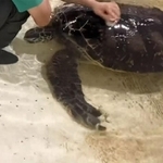 ウミガメさんの甲羅をごしごし（画像提供：道の駅ウミガメ公園）