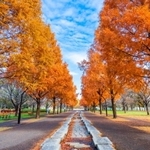 秋の舎人公園（momo/stock.adobe.com）