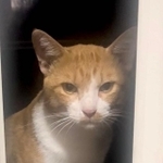 【ビフォー写真】頬が痩け、目つきも警戒モードだった野良猫時代のきなこくん。しかし、この1ヶ月半後……（画像提供：キジ白つくしちゃんときなこ さん @Neko2Obasan）