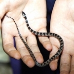 島根県レッドデータブックで準絶滅危惧種となっているシロマダラ＝１９日、島根県隠岐の島町蛸木