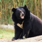 秋田県の市街地でツキノワグマが出現（snaptitude/stock.adobe.com）