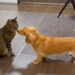 キス成功！しかしこの後、ネコくんは…！？(画像提供：ちとせさん ※動画よりキャプチャ)