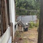 実は家の犬小屋に住んでた野良猫ちゃん（提供：よつばとポン酢さん）