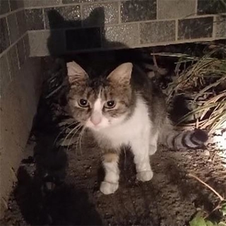 外に放たれた猫