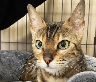 多頭飼育崩壊の現場から保護されたベンガルの保護猫・スピカちゃん