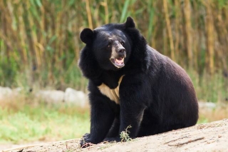 市街地でもツキノワグマが出現（snaptitude/stock.adobe.com）