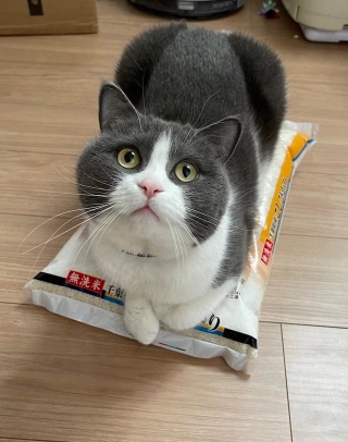 研ぐなよ、研ぐなよ、絶対に研ぐなよ！（動画からキャプチャー／提供：コテツとまるさん @mofu_kote）
