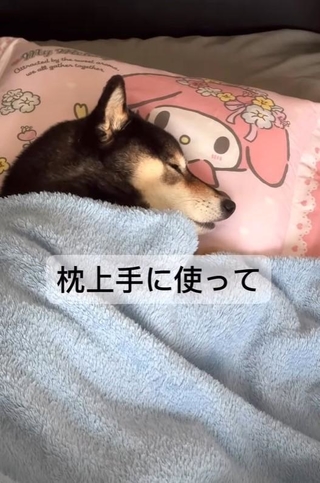 枕を上手に使って寝るあずきちゃん（痛風おじさん提供、Instagramよりキャプチャ撮影）