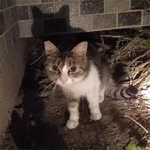外に放たれた猫