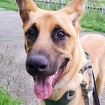 ひとりぼっちでいたところを保護された元野犬のしんげんくん