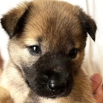 ぬいぐるみのように愛らしい子犬のしずかちゃん