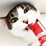 公園にいた子猫きょうだいのうちの1頭は、白と黒の毛並みがまるで「おにぎり」のようでした