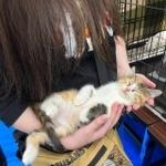 譲渡会で抱っこされてヘソ天寝する子猫がXで話題に（hinataboccoさん提供）