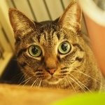 人懐っこく遊ぶのも大好きなメスの保護猫、くるみ