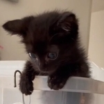 車の中で誕生した子猫、ポパイ