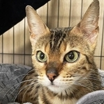 多頭飼育崩壊の現場から保護されたベンガルの保護猫・スピカちゃん