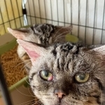 チェリーアイの猫。飼い主が死亡、過酷な環境を生き抜いていた（「ねこひげハウス」代表の石川さん提供）