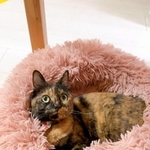 お嬢様にゃの＝（膝）さび猫研究家（@iamsohappycat）さん提供