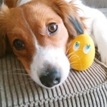 「大谷選手の犬がほしい」コイケル人気にストップ！　希少種の猟犬「育てられず飼育放棄」懸念の声がSNSで続々（photoACより「s**********************p」さん撮影、イメージ画像）