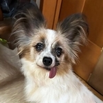 動物愛護センターに収容されたパピヨンの保護犬・りりな