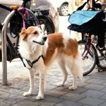 犬が繋がれているのは、よく見かけますよね（Georgy Dzyura/stock.adobe.com）