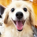 笑顔いっぱいのかわいい保護犬・ダーマ